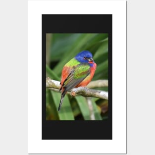 Painted Bunting Bird on Branch Posters and Art